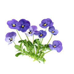 Image showing Purple Pansy Flower Plant Endurio Blue Face Variety