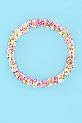 Image showing Apple Blossom Flower Wreath for Spring and Beltane