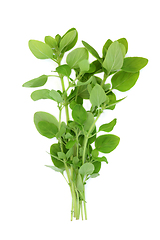 Image showing Marjoram Herb Plant Food Seasoning and Herbal Medicine