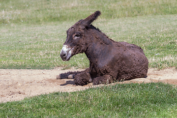 Image showing donkey on the ground