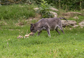 Image showing wolves in natural back