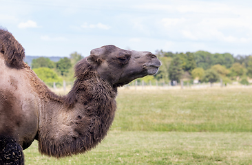 Image showing sideways camel portrait