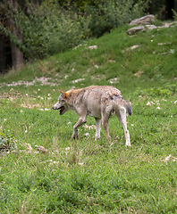 Image showing wolf in natural back