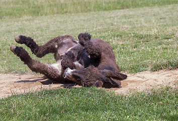 Image showing donkey rolling on the ground