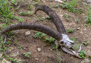 Image showing horned animal skull