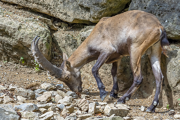Image showing ibex on rock formation