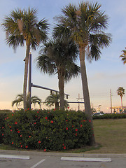 Image showing 3 Tall Palm Trees