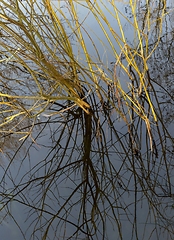 Image showing mirroring twiggy riparian scenery