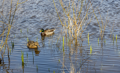 Image showing swimming mallards