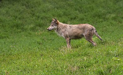 Image showing wolf in natural back