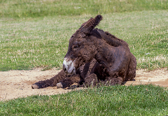 Image showing donkey on the ground