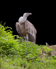 Image showing vulture in black back