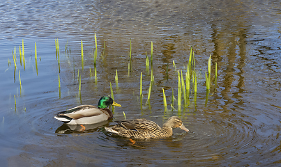 Image showing swimming mallards