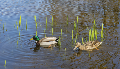 Image showing swimming mallards