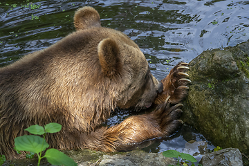 Image showing bear in riparian ambiance