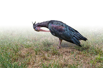 Image showing Northern bald ibis