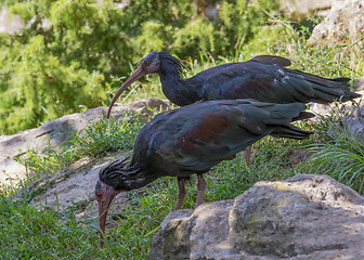 Image showing two Northern bald ibises