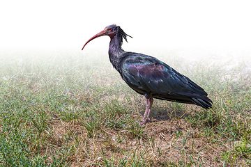 Image showing Northern bald ibis