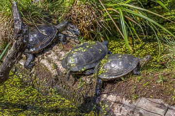 Image showing water turtles in natural back
