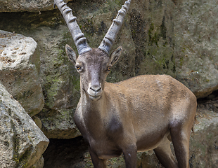 Image showing ibex on rock formation