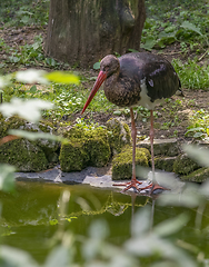 Image showing Black stork