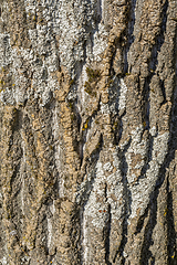 Image showing tree bark closeup