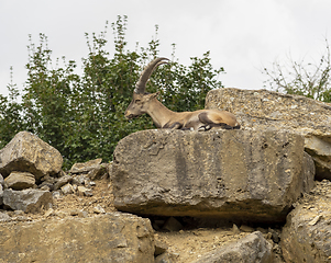 Image showing ibex on rock formation