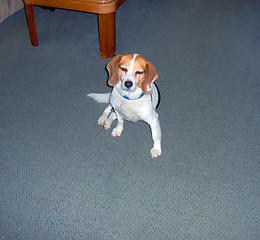 Image showing molly the beagle
