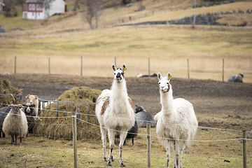 Image showing Lama