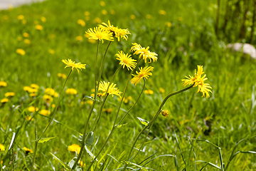 Image showing field with dandelions