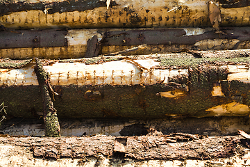 Image showing logging pine logs