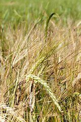 Image showing green and yellow oats