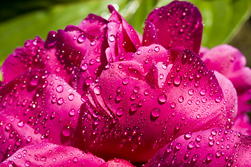 Image showing red peony