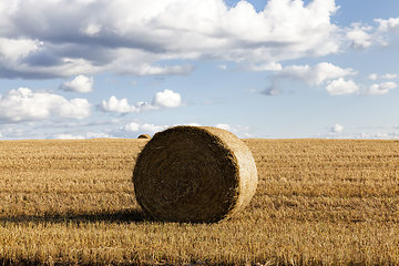 Image showing an agricultural field