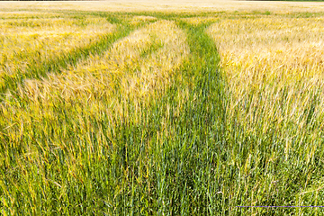 Image showing barley for food