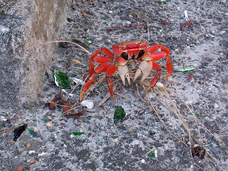 Image showing crab