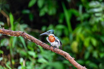 Image showing Amazon Kingfisher, Chloroceryle amazona, Refugio de Vida Silvestre Cano Negro, Wildlife and bird watching in Costa Rica