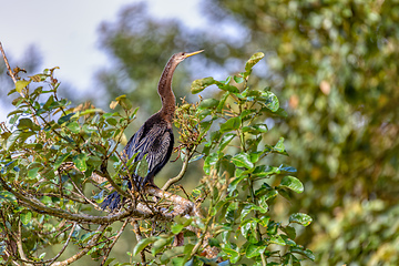 Image showing Snakebird, darter, American darter, or water turkey, Anhinga anhinga, Costa Rica
