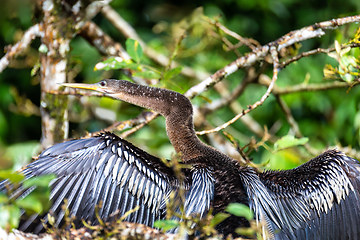 Image showing Snakebird, darter, American darter, or water turkey, Anhinga anhinga, Costa Rica