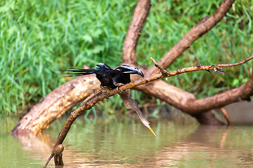 Image showing Snakebird, darter, American darter, or water turkey, Anhinga anhinga, Costa Rica