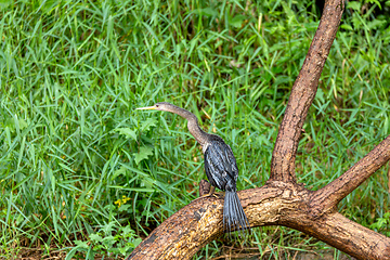 Image showing Snakebird, darter, American darter, or water turkey, Anhinga anhinga, Costa Rica