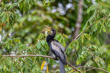 Image showing Snakebird, darter, American darter, or water turkey, Anhinga anhinga, Costa Rica