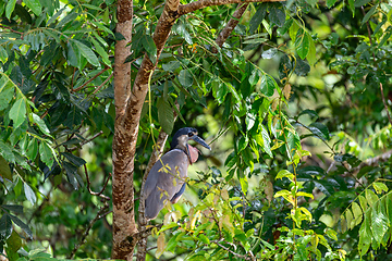 Image showing Boat-billed heron, Cochlearius cochlearius, river Bebedero, Palo Verde National park Wildlife Reserve, Costa Rica wildlife