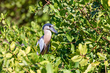 Image showing Boat-billed heron, Cochlearius cochlearius, river Bebedero, Palo Verde National park Wildlife Reserve, Costa Rica wildlife