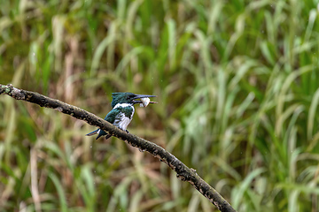 Image showing Amazon Kingfisher, Chloroceryle amazona, Refugio de Vida Silvestre Cano Negro, Wildlife and bird watching in Costa Rica