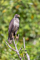 Image showing Common black hawk, Buteogallus anthracinus, Rio Bebedero, river Bebedero Palo Verde National park Wildlife Reserve, Costa Rica wildlife