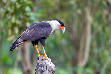 Image showing Crested caracara, Caracara plancus, Puntarenas Costa Rica