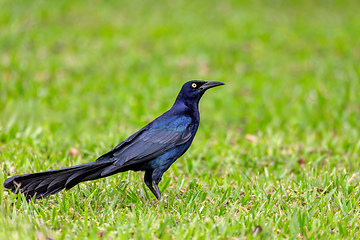 Image showing Great-tailed grackle or Mexican grackle, Quiscalus mexicanus. Rincon de la Vieja National Park, Guanacaste Province, Costa Rica