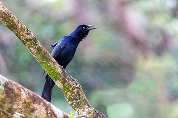 Image showing Great-tailed grackle or Mexican grackle, Quiscalus mexicanus. Rincon de la Vieja National Park, Guanacaste Province, Costa Rica