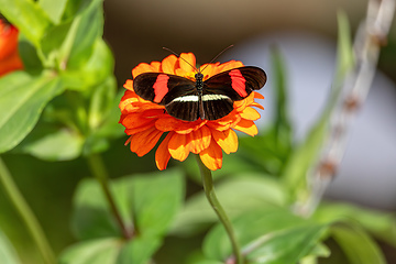 Image showing Heliconius erato cruentus butterfly, Refugio de Vida Silvestre Cano Negro, Costa Rica Wildlife